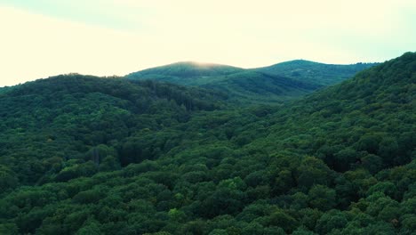 aerial shot of cool green forest at sunset