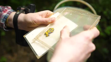 yellow bellied toad in a cd case for science purpose.