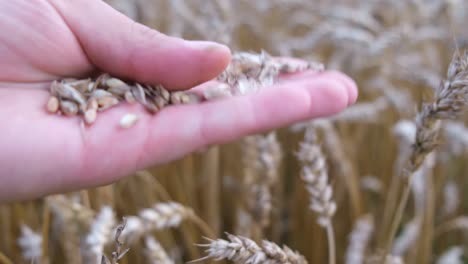 wheat in hand