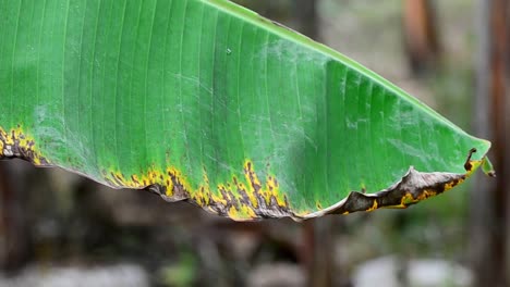 big green leaf of a banana tree in front of bokeh background