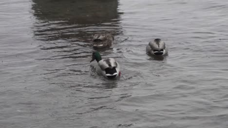 slow-motion footage of mallard ducks swimming in the ocean and feeding on algae during winter in canada