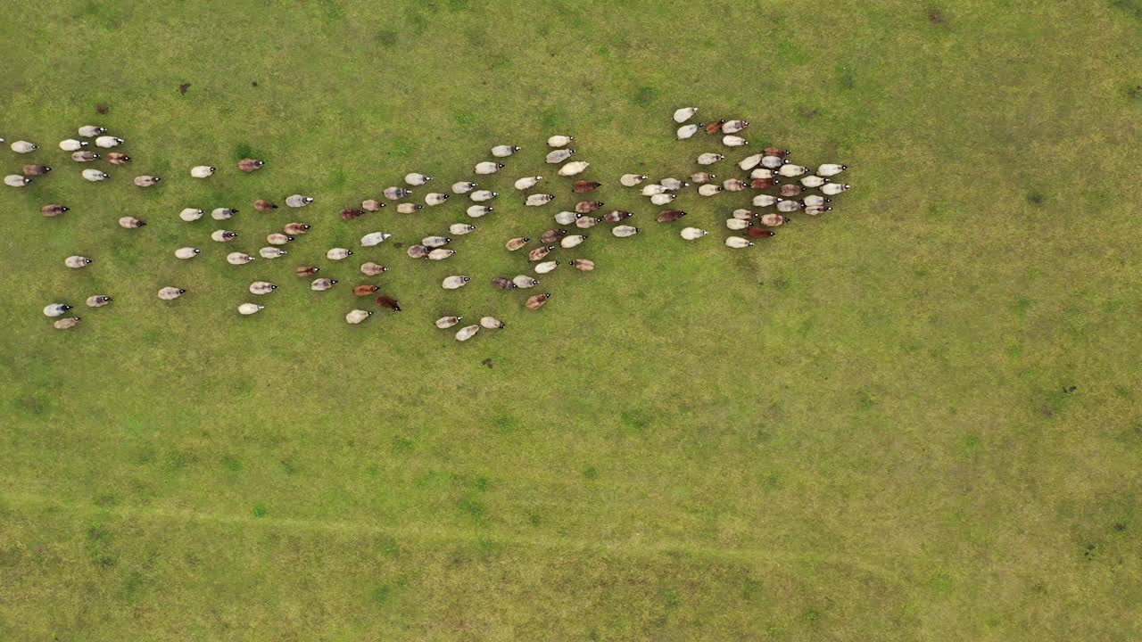 Herd of sheep running on field. Group of domestic animals returning to farm from pasture. Flock of sheep on a meadow background. Aerial view.