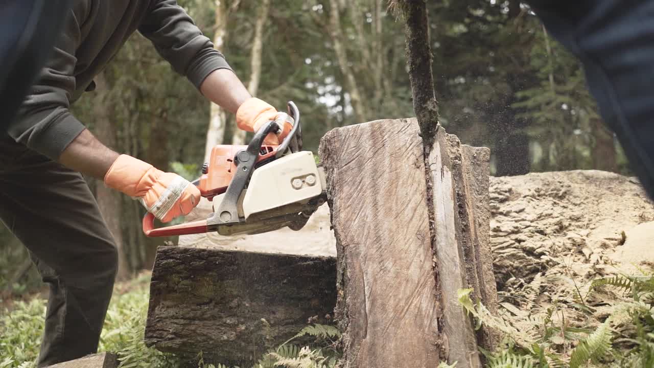 Woodcutter saws tree with chainsaw at the amazon forest