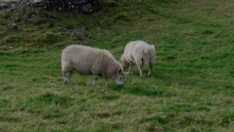 two scruffy white sheep graze on a grassy hill in ireland