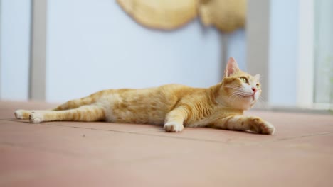cute cat relaxing outside the house