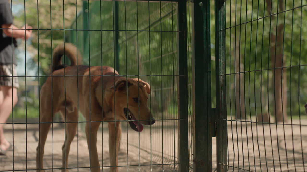 강아지가 장벽 뒤에서 다른 강아지를 관찰하고, 울타리 뒤의 강아지가 공원 환경에서 다른 동물을 지켜보며, 장벽 뒤의 개가 사회적 긴장과 주변 환경 속에서 공원에 있는 다른 개를 인지해요.