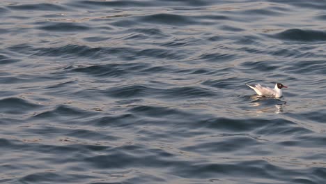 an injured black-headed gull floats on the seawater during the early morning