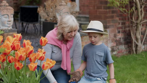 grandmother and grandson gardening with tulips