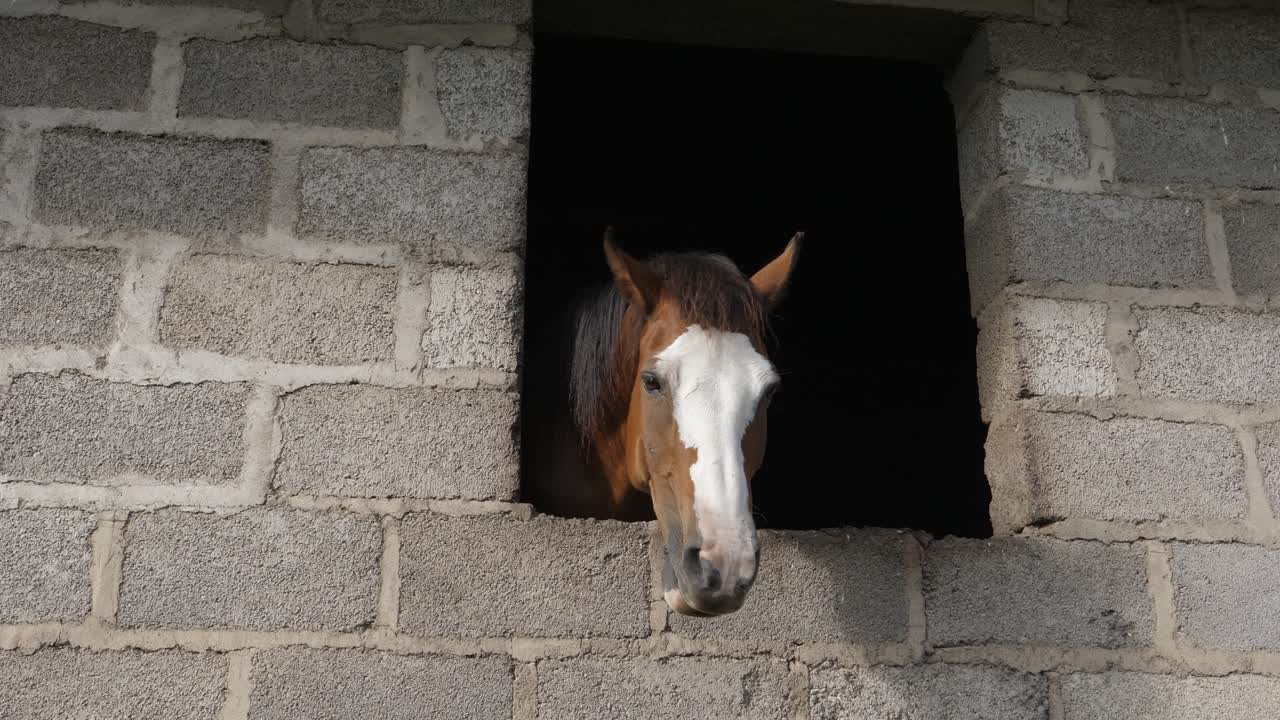 Bellissimo cavallo guarda attraverso la finestra in una stalla buia di blocchi di cemento