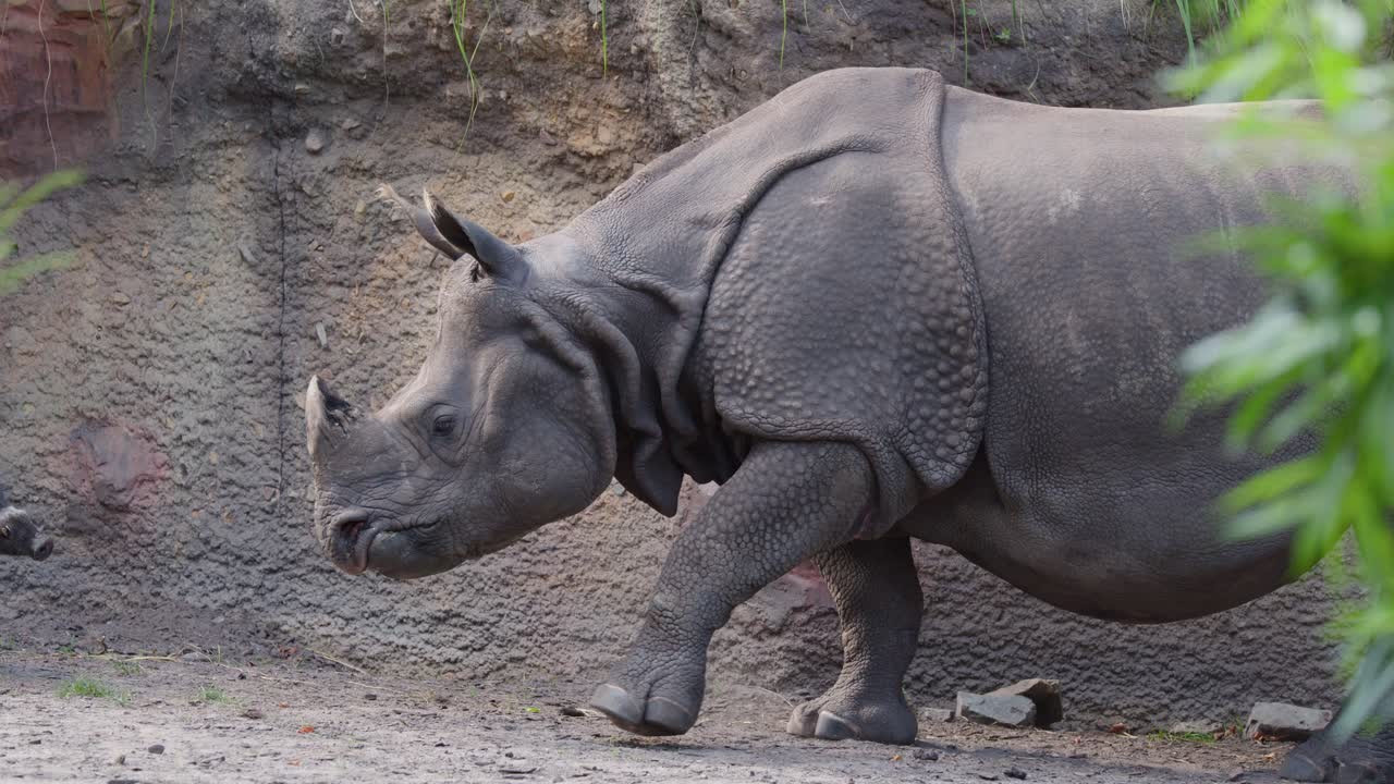 Adult Indian rhinoceros and calf walk together in naturalistic zoo enclosure, daylight, side view