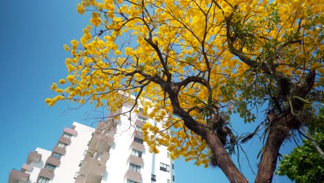 Paseo-Tabasco-Villahermosa-Guayacan-Guayacanes-tree-flowers-in-summer-bellow-nadir-shot