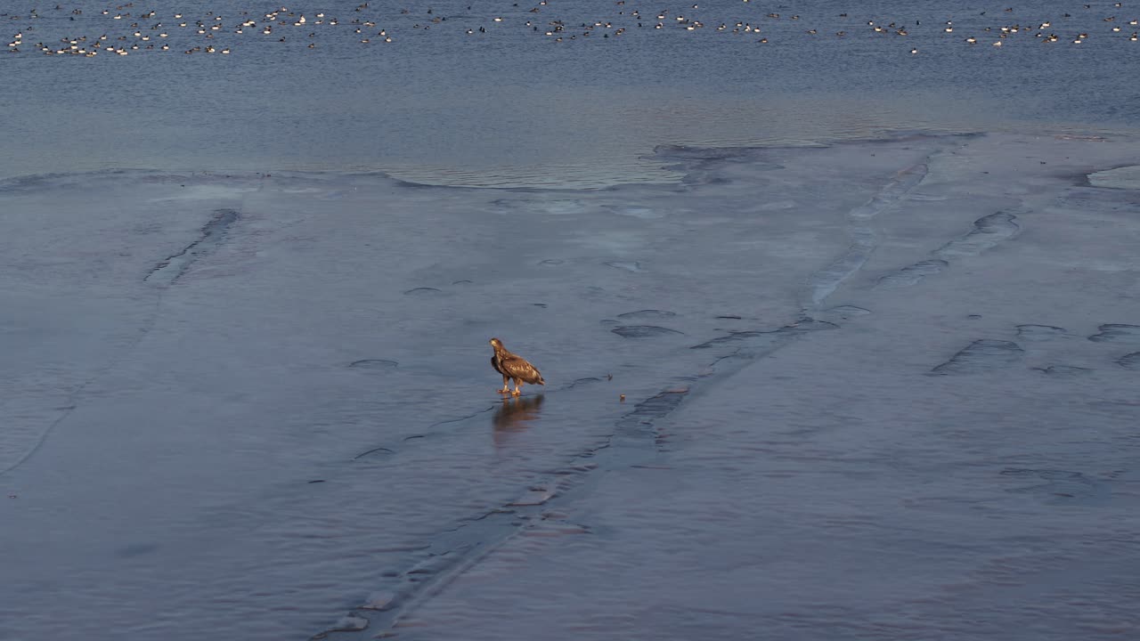 얼음 위의 바다 독수리, 무인 항공기 조감도