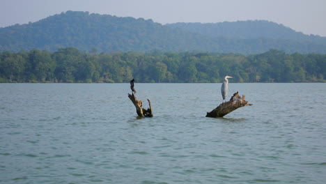 a grey heron and a cormorant perch on driftwood in kabini river, with lush nagarahole forested hills in the background.