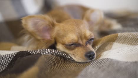 adorable funny dog chihuaha sleeps on plaid