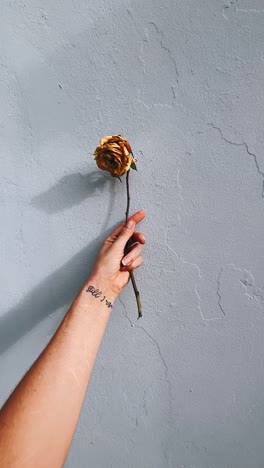 dried rose held in hand against light grey wall