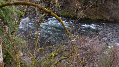 Stationary-view-of-flowing-Cedar-River-looking-through-moss-trees-in-Washington-State