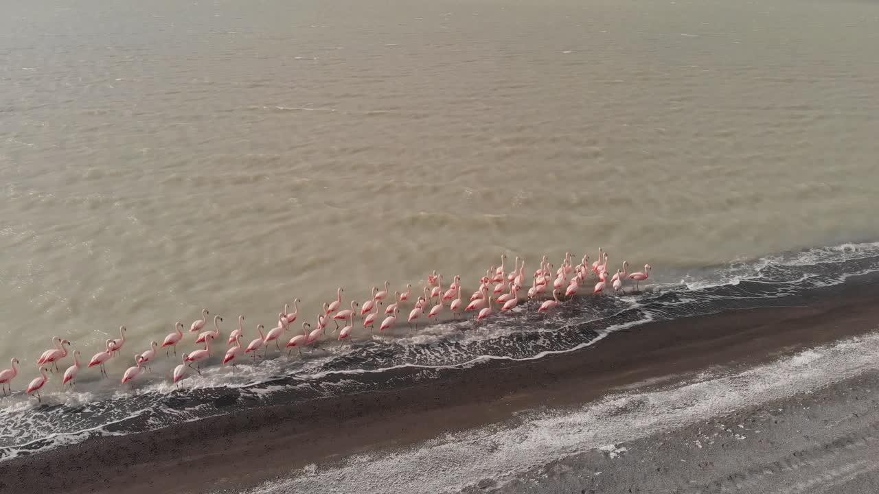 토레스 델 페인 (torres del paine) 의 해안선에서 날아다니는 분홍색 플라밍고 (pink flamingo) 는 남미 파타고니아 (patagonia) 의 호수 해안에 정렬되어 있습니다.