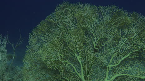 coral abanico de mar gregoriano al final de un hermoso arrecife del mar rojo de egipto