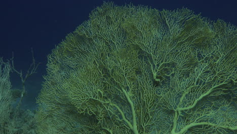 gregorian sea fan coral at the end of a beautiful reef of the red sea of egypt