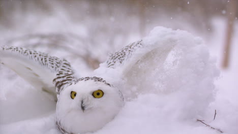 slow motion view of a snowy owl in a winter landscape - canadian tundra - hunting bird of prey