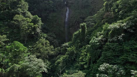 Aerial-rising-shot-of-lush-vegetation-on-sunny-day,-Rodeo-Falls-in-background