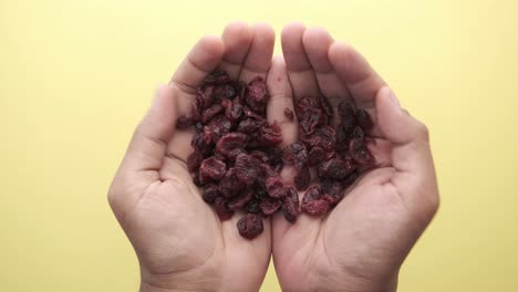 dried cranberries in hands