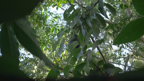 una fruta de aguacate solitaria todavía en el árbol esperando y lista para ser cosechada