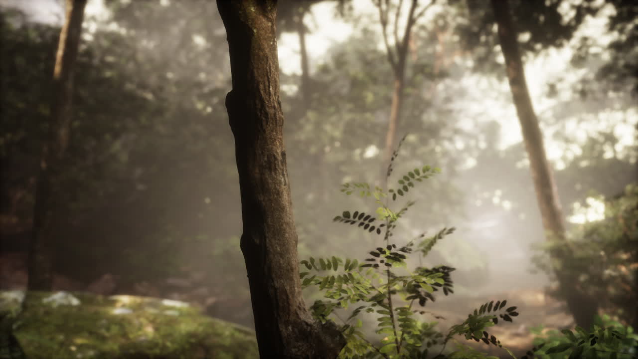 빛의 광선과 함께 녹색 숲