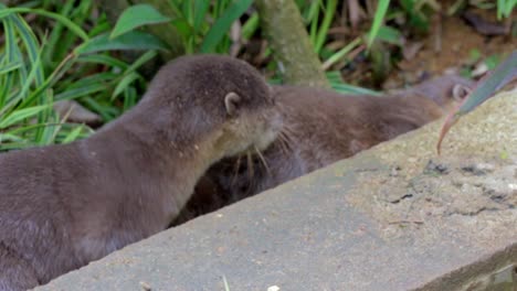 cute smooth coated otter pup playing