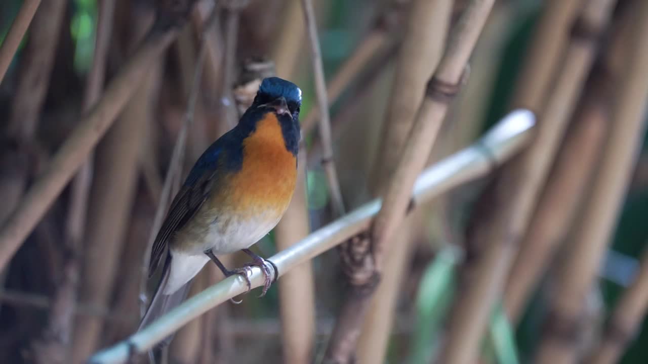 A migrant Chinese-blue flycatcher perching on a dry bamboo branch while looking around
