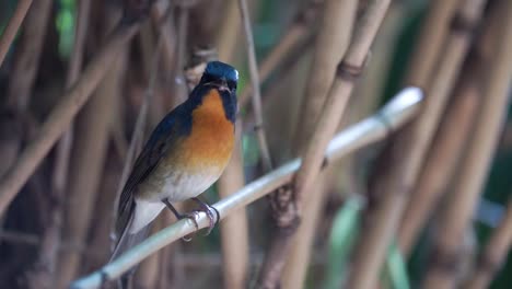 a migrant chinese-blue flycatcher perching on a dry bamboo branch while looking around