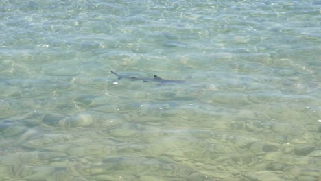 Baby-blacktip-reef-shark-pup-swimming-in-shallow-waters