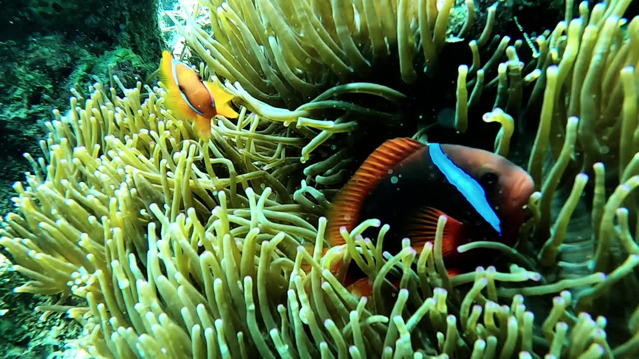 Long footage of clown fishes in an anemone in the Philippines | Premium ...
