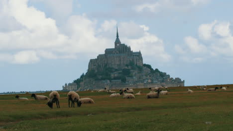 sheeps eating grass in front of epic castle mont saint michel in france