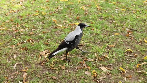 a magpie walking on grass at melbourne museum