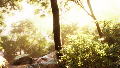 beautiful green forest glade in a light of sun