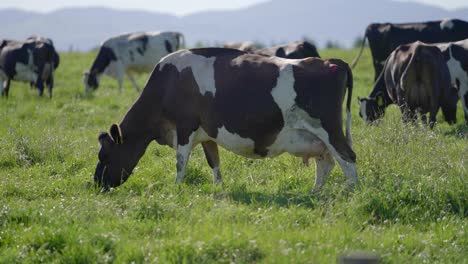 Black-and-white-Holstein-Friesian-female-cow-grazing-in-lush-grass-field