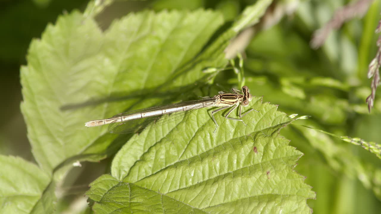 sympecma fusca sentado en la hoja