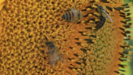 Sonnenblumen-Werden-Von-Honigbienen-Besucht,-Die-Nektar-Und-Pollen-Ernten
