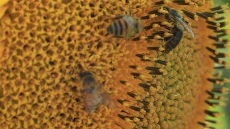 Los-Girasoles-Son-Frecuentados-Por-Abejas-Melíferas-Que-Cosechan-El-Néctar-Y-El-Polen