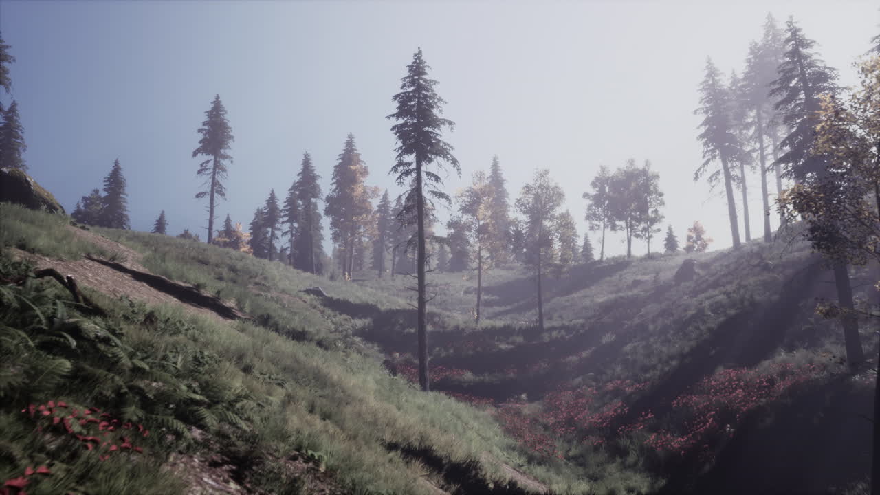 Misty Forest Landscape