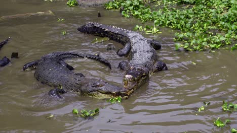 barnacles crocodile farm - crocodiles swimming in the murky water with aquatic plants