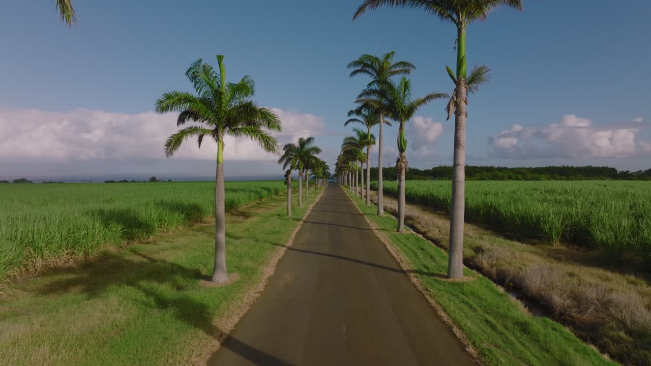 공중 전망: 많은 나무가 있는 현대적이고 생태적인 녹지 공간, 많은 녹색 나무와 다른 식물, 환경 보호