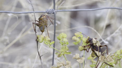 cicada eating from a flower and leave