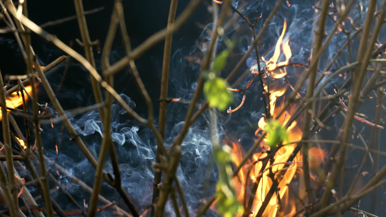 incendio forestal en primer plano. las ramas de arbustos y árboles están ardiendo y fumando. incendios forestales causados por incendios provocados o por la naturaleza. filmado con cámara super lenta 1000 fps.