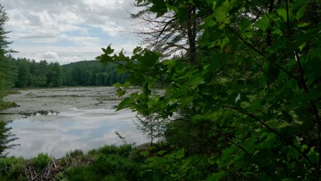 The-camera-slowly-moves-from-behind-leafy-branches-revealing-a-calm-lake-as-it-sits-surrounded-by-dense-forest-under-a-blue-sky