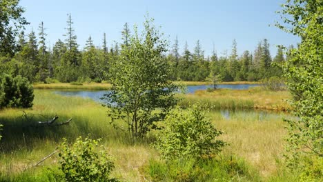 Lake-Hohlohsee-at-the-Highland-Moor-near-Kaltenbronn-in-the-Black-Forest,-Germany