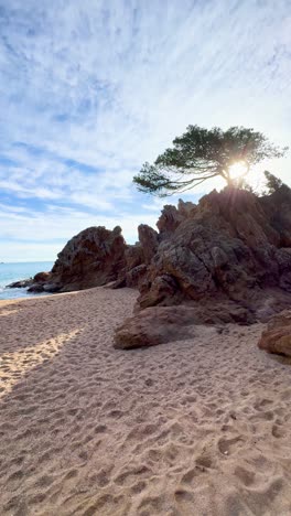 beautiful coastal scenery with a pine tree perched on red rocks, sun shining through its branches on a sandy beach