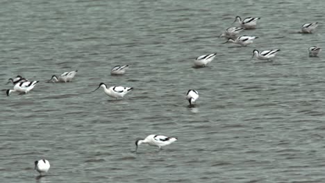 a flock of pied avocet foraging along the lake shore