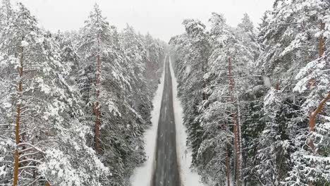 straight endless forest road in winter season, close fly to tree branches